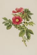 -. Willmott (Ellen) - The Genus Rosa, Drawings by Alfred Parsons R.A., 2 vol.,   half title,