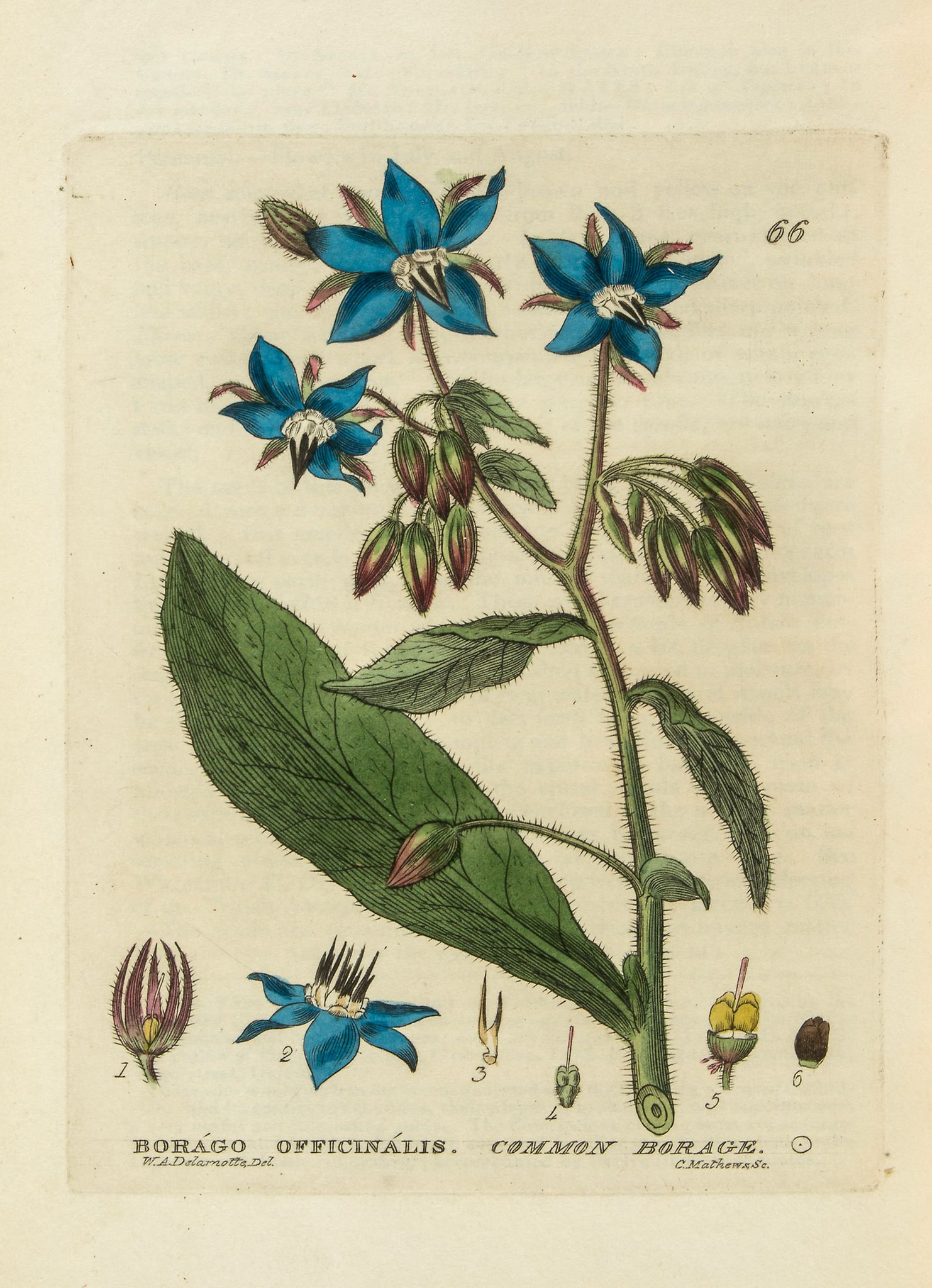 Baxter (William) - British Phaeonogamous Botany; or, Figures and Descriptions of the Genera of