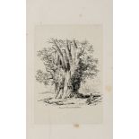 Strutt (Jacob George) - Sylva Britannica; or Portraits of Forest Trees,  first 8vo edition,   etched