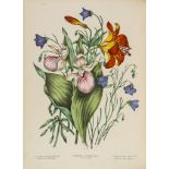 Traill (C.P.) - Canadian Wild Flowers, first edition, title with chromolithographed floral border