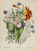 Traill (C.P.) - Canadian Wild Flowers, first edition, title with chromolithographed floral border