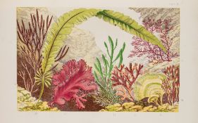 Hibberd (Shirley) - The Seaweed Collector...,  first edition , 1 colour lithographed frontispiece