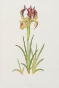 Irises.- Dykes (Richard) - The Genus Iris,  colour plates, original morocco-backed cloth, gilt, t.
