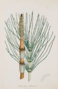 Grasses, Ferns, & Mosses.- Sowerby - & Charles Johnson. The Ferns of Great Britain ( John E. ) &