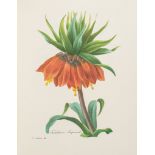 Botanical Illustration.- - Redouté The Most Beautiful Flowers , 1981 § Montacchini & Giuliana...