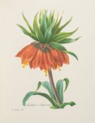 Botanical Illustration.- - Redouté The Most Beautiful Flowers , 1981 § Montacchini & Giuliana...