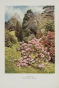 Millais (J.G.) - Rhododendrons..., 2 vol., first edition, numbers 420 and 424 respectively of