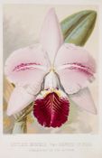 -. Millican (Albert) - Travels and Adventures of an Orchid Hunter...,  first edition , half-title,