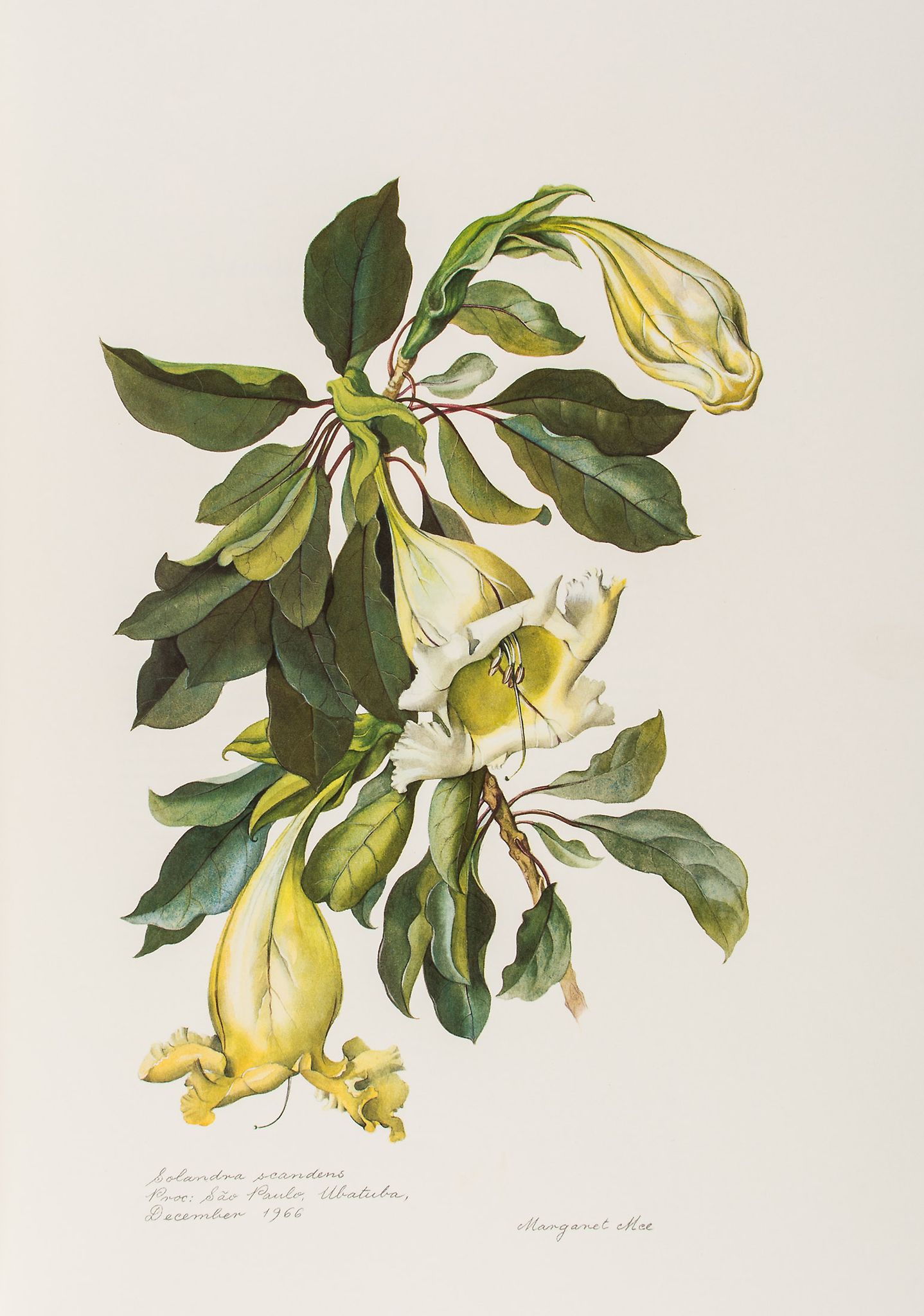 -. Mee (Margaret) - Flowers of the Brazilian Forests,  number 374 of 500 , colour frontispiece and