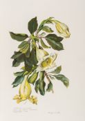-. Mee (Margaret) - Flowers of the Brazilian Forests,  number 374 of 500 , colour frontispiece and