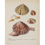 Sowerby (George Brettingham) - Popular British Conchology...,  half-title, 1 hand-coloured