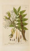 Baxter (William) - British Phænogamous Botany ; Or, Figures and Descriptions of the...  British