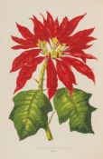Ferns &c.- Lowe (E.J.) - Ferns: British and Exotic, 8 vol., 480 chromolithographed plates,