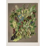 Alpine Flowers.- Ward (H.C.) - Wild Flowers of Switzerland...,  additional tinted lithographed
