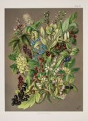 Alpine Flowers.- Ward (H.C.) - Wild Flowers of Switzerland...,  additional tinted lithographed