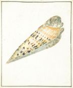 Martyn (Thomas, c.1760-1816) - Conchological study  gouache on vellum, with ruled pen and black
