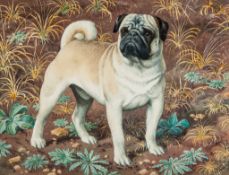 Tunnicliffe (Charles Frederick) - [Benny the Pug],  original watercolour of a Pug standing against a