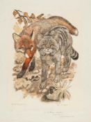 Hainard (Robert, 1906-1999) - Cat and Fox colour woodcut, on thin wove paper, signed in pencil lower