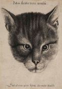 Hollar (Wenceslaus, 1607-1677) - Head of a Cat (middle size) etching, 175 x 125 mm. (visible), light