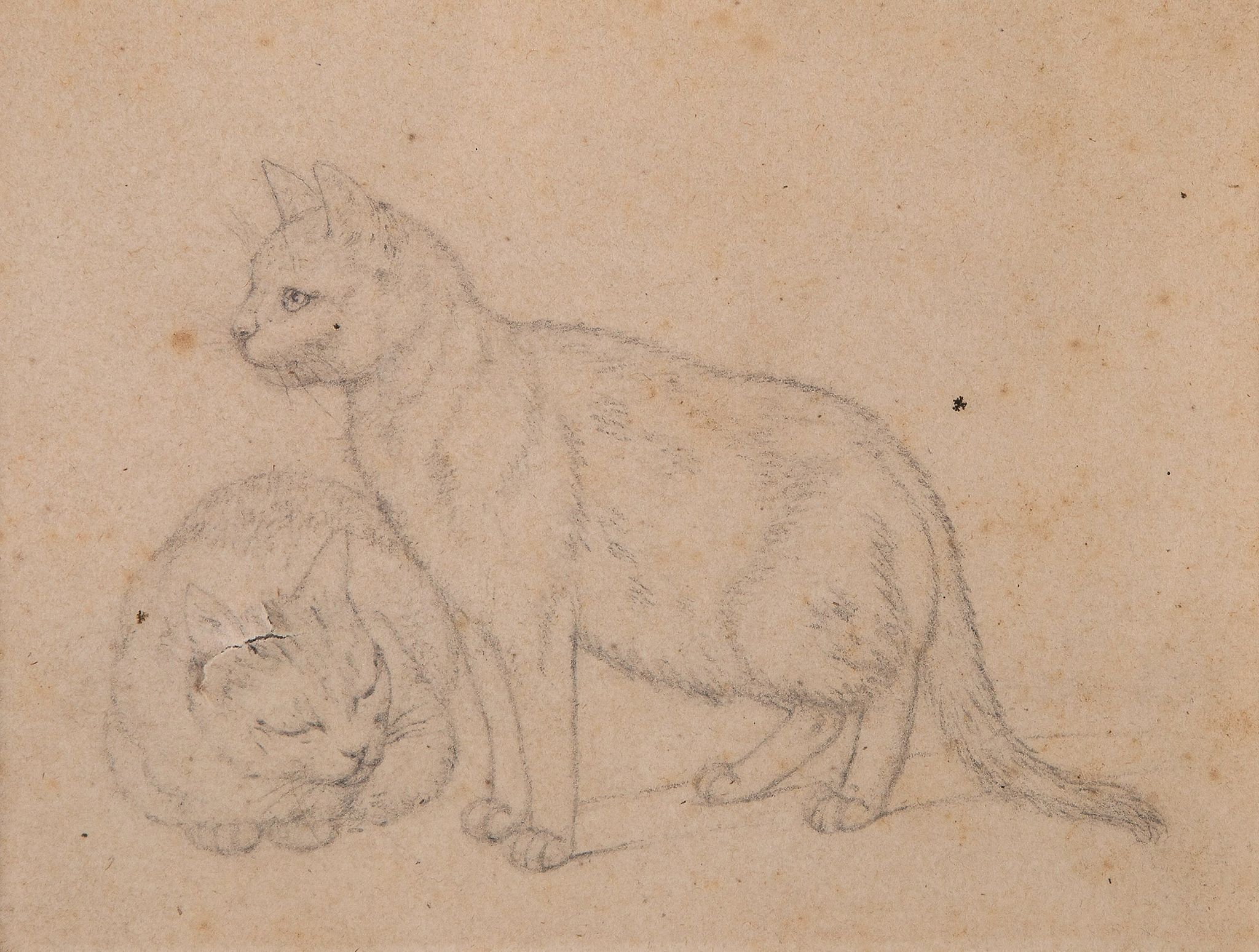 Mind (Gottfried, 1768-1814) - A study of two cats graphite, 115 x 150 mm., some spotting,