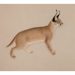 Mind (Gottfried, 1768-1814) - Lynx watercolour, graphite, heightened with white, on cream wove