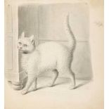 Mind (Gottfried, 1768-1814) - White Cat watercolour and bodycolour, over graphite, on thin wove