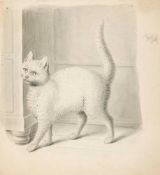 Mind (Gottfried, 1768-1814) - White Cat watercolour and bodycolour, over graphite, on thin wove