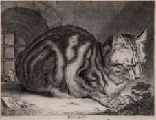 Visscher (Cornelis, 1629-1658) - The Large Cat etching and engraving, 143 x 184 mm., a good