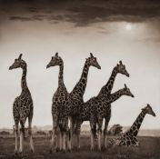 Nick Brandt (b.1966) - Giraffe Fan, Aberdares, 2000 Archival pigment print, signed, dated and