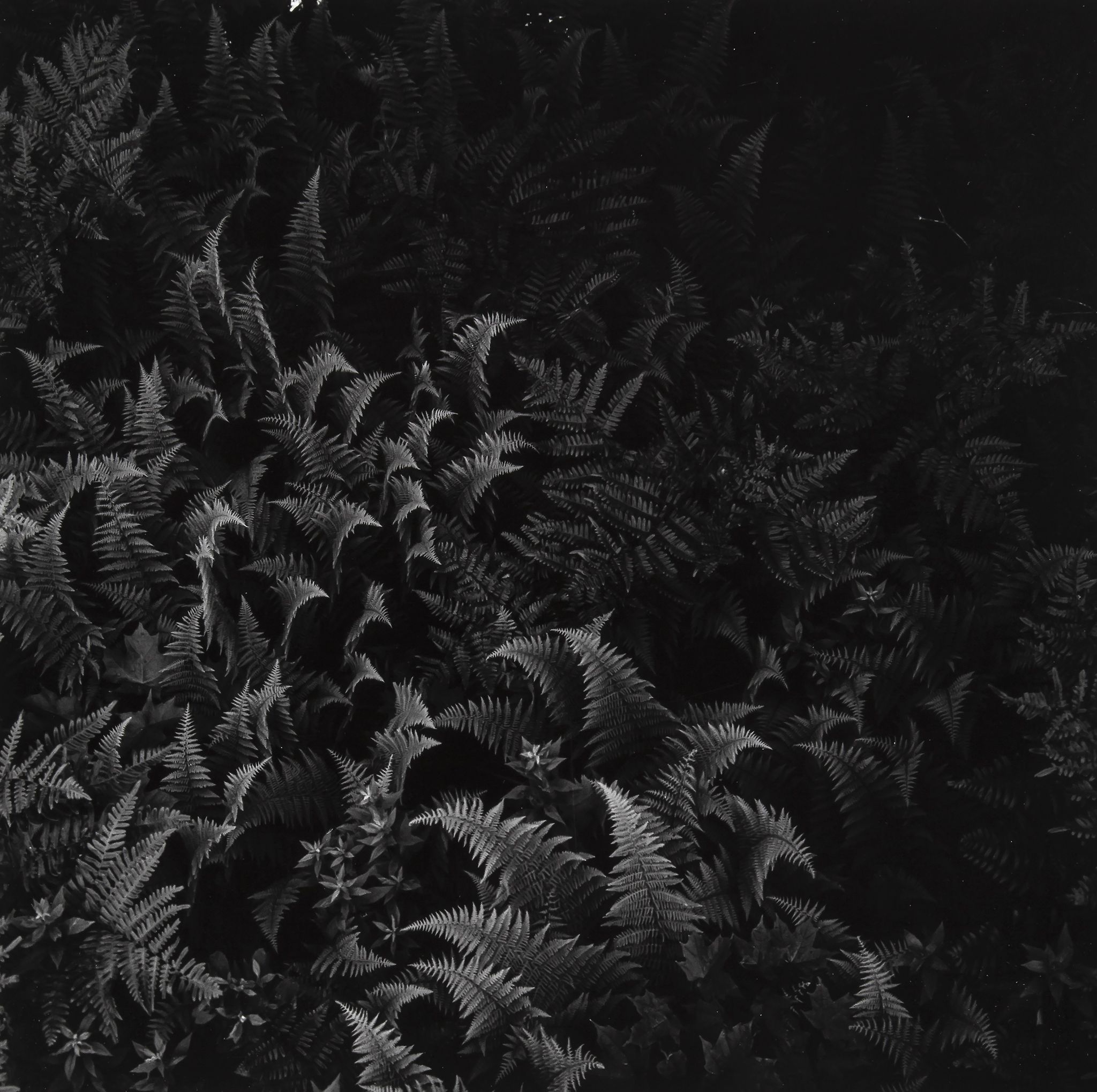 Harry Callahan (1912-1999) - Woods, Maine, 1962 Gelatin silver print, flush mounted to card,