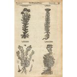 Parkinson (John) - Theatrum Botanicum: the Theater of Plants, 1 vol. in 2,   many woodcut