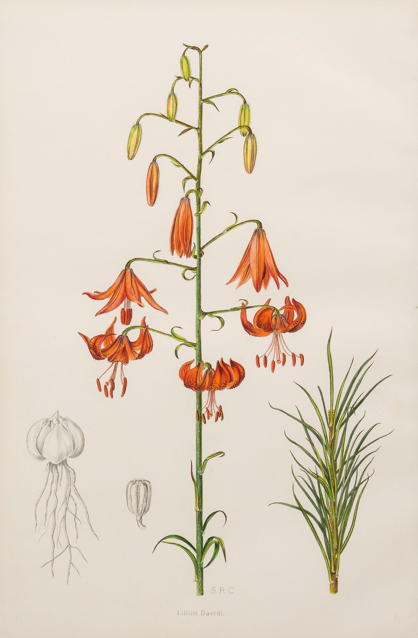 Snelling (Lillian) and Stella Ross-Craig. - Lilium Wilmottiae; Lilium Davidi, 2 plates for the first