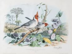 Travies (Edouard) - Golden Oriole; Russian Magpie; Red-crested Cardinal, 3 plates from Les Oiseaux