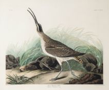Audubon (John James) - Great Esquimaux Curlew, Numenius Hudsonicus, Plate CCXXXVII from the elephant