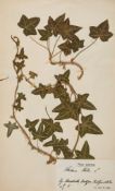Herbarium,  a large collection of c.1,560 specimens, all housed individually in wrappers with