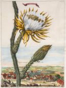 Volckamer (Johann Christoph) - Cereus, the night-blowing cereus depicted against a landscape