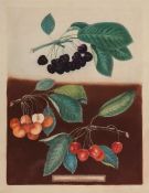 Brookshaw (George) - A group of 10 plates for Pomona Britannica, including varieties of apples,