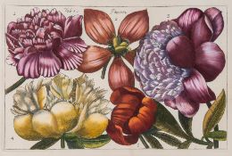 Arena (Filippo) - A group of 6 botanical plates, including irises, poenies, poppies and roses,