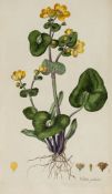 Curtis (William) - Flora Londinensis, 3 vol.,   vol.1 with engraved title-vignette and list of