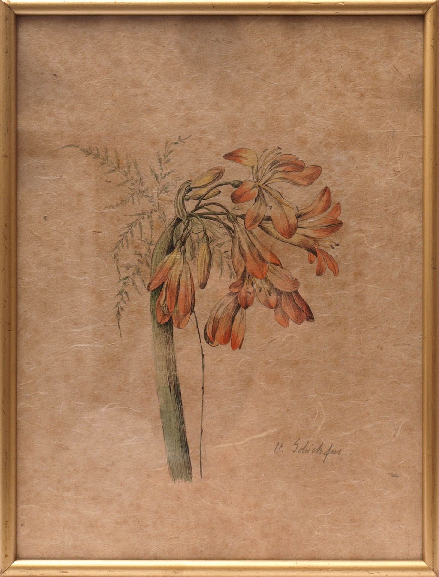 Schickfus, V., 20er JahreGlyzinienblüte. Aquarell über Tusche auf Japanpapier, rechts unten sign.,