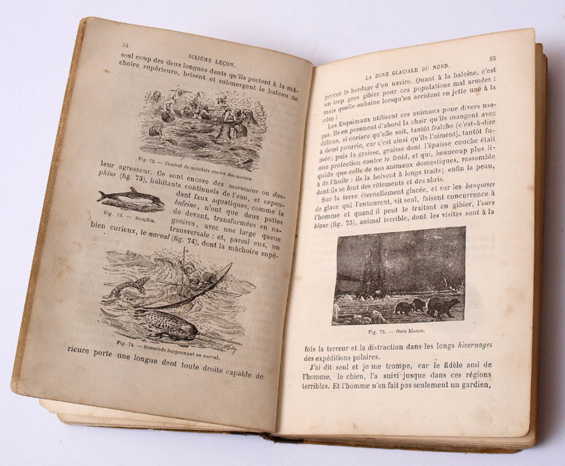 Bert, Paul: Zoologie, Masson Paris, 1882.345 Textabbildungen. Einband mit Gebrauchsspuren, Rücken