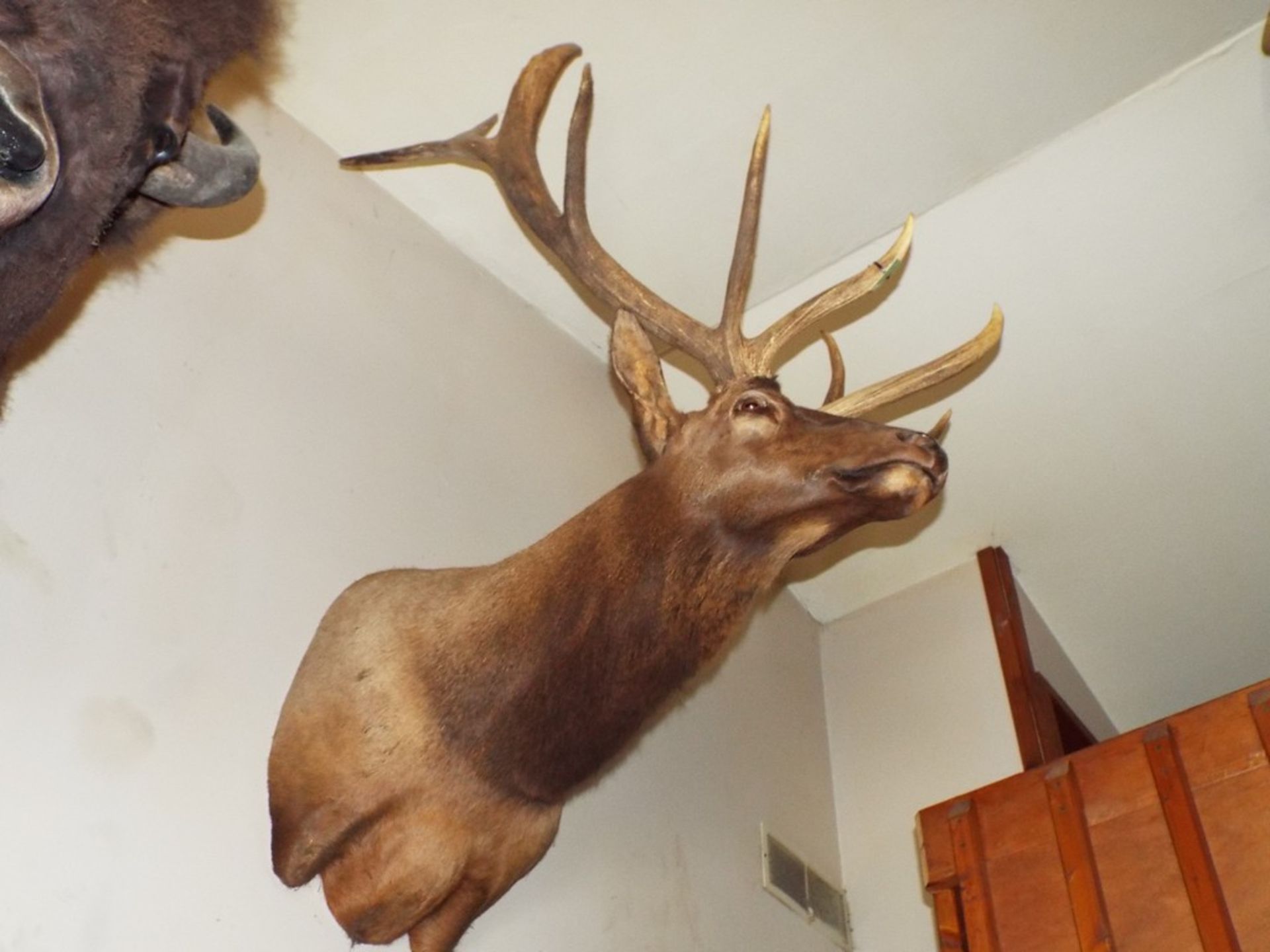 6 x 6 Elk Head from a 1,200lb. (est) Elk w/a Boone & Crockett Scoring of 373 - Image 3 of 3