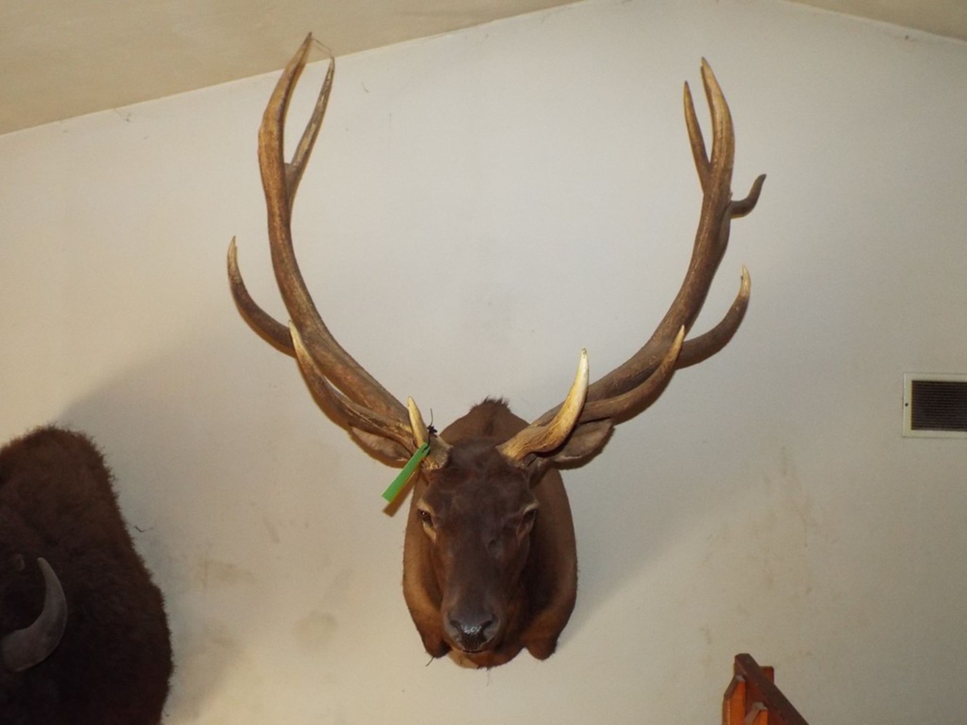 6 x 6 Elk Head from a 1,200lb. (est) Elk w/a Boone & Crockett Scoring of 373