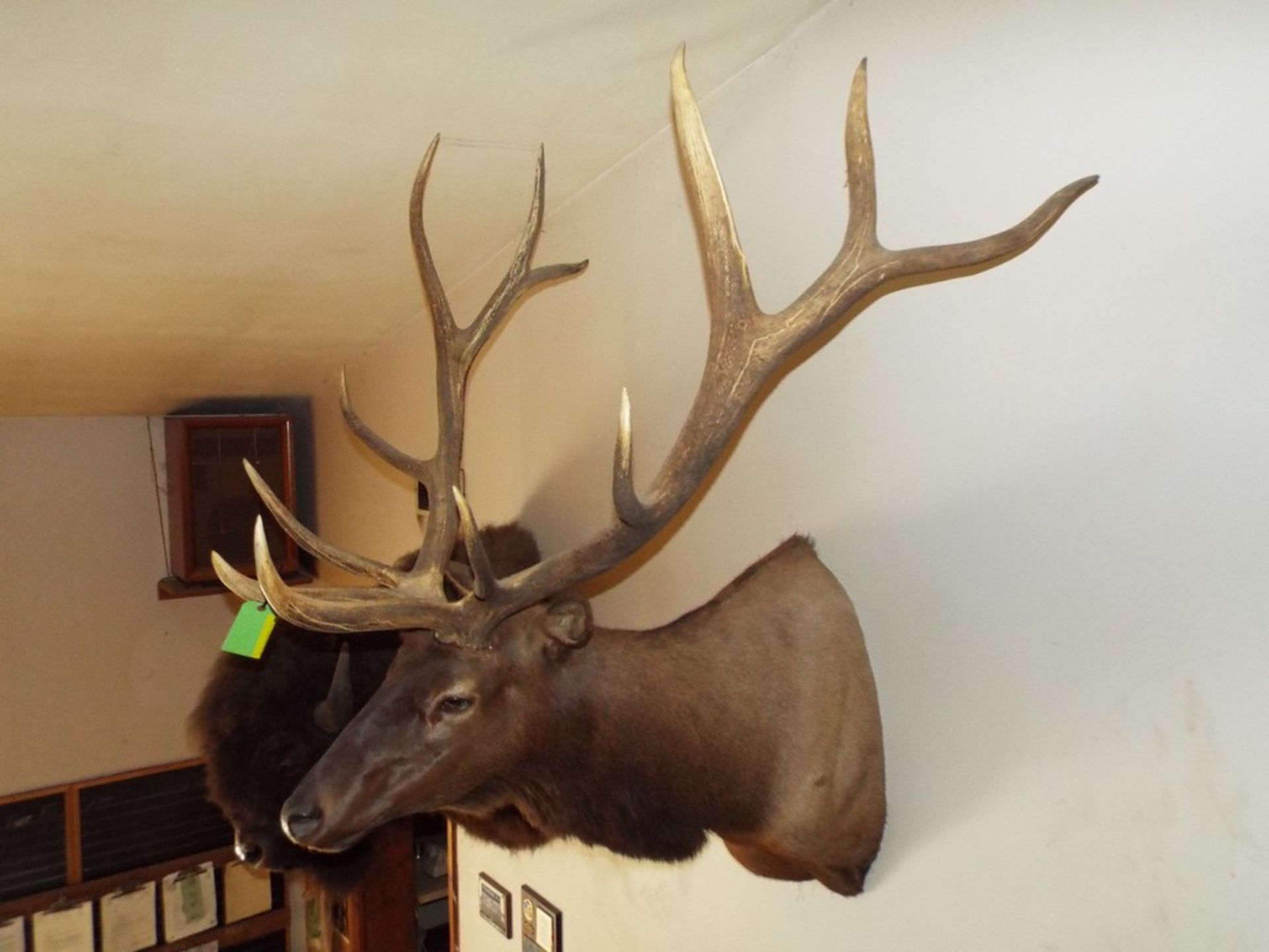 6 x 6 Elk Head from a 1,200lb. (est) Elk w/a Boone & Crockett Scoring of 373 - Image 2 of 3