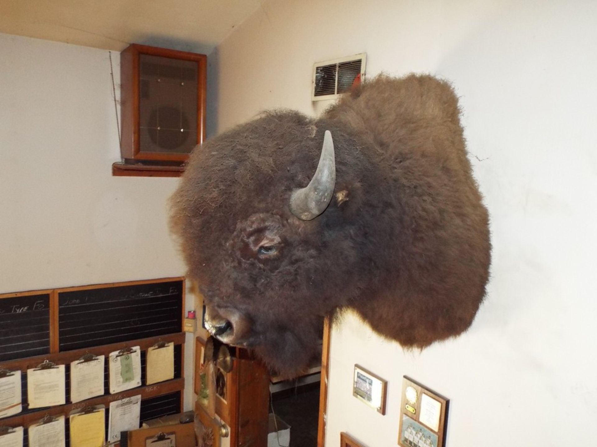 BISON HEAD MOUNT - Image 2 of 3