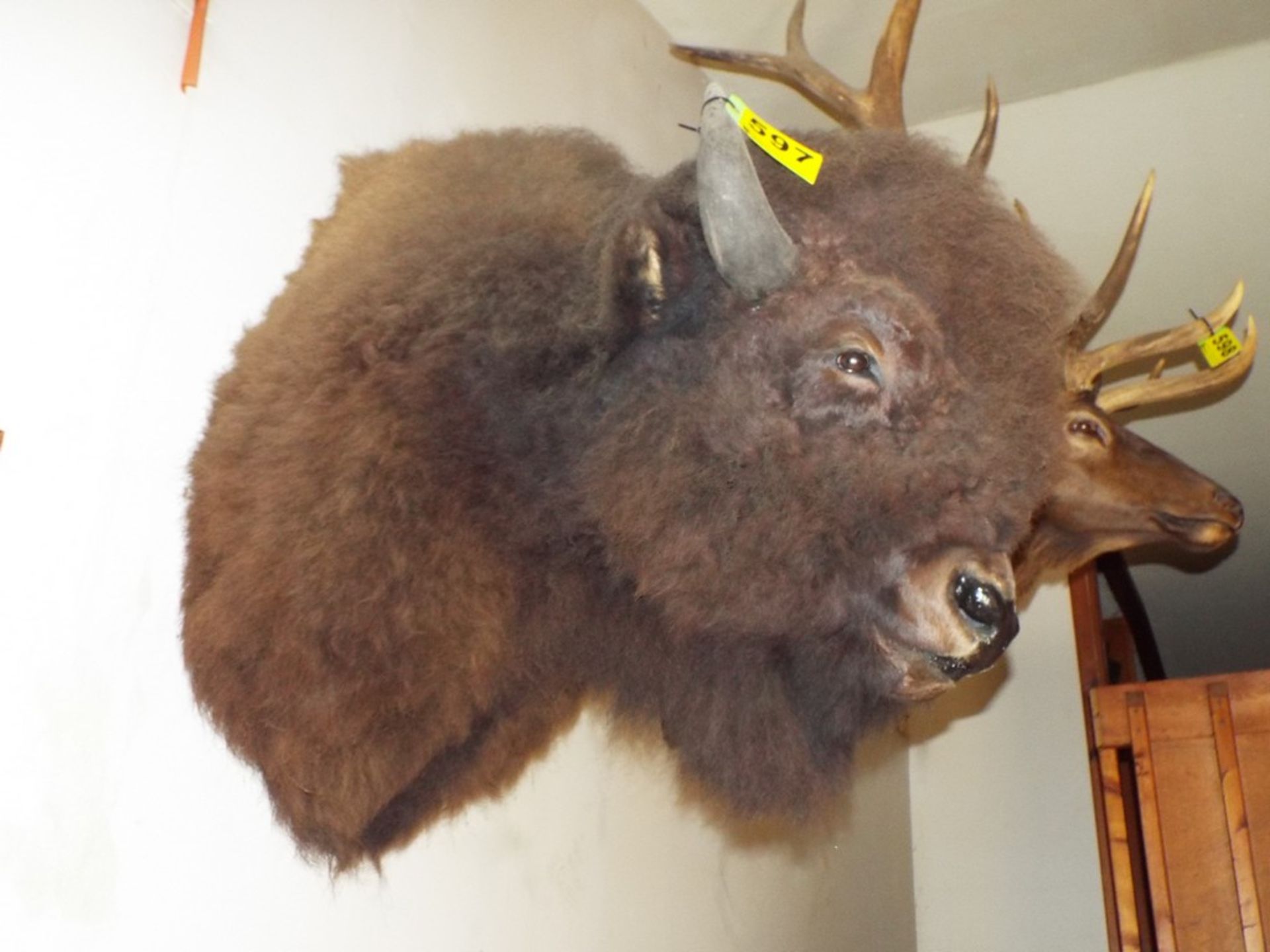 BISON HEAD MOUNT - Image 3 of 3