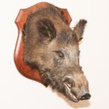 Large mounted Boars head on shield shape