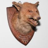 Fox mask mounted on shield shape plaque