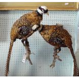 Pair of taxidermy Reeves pheasants on naturalistic twig wall mounting brackets.