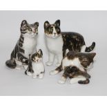 Four Winstanley cats of varying sizes, including one unusual example with green eyes,